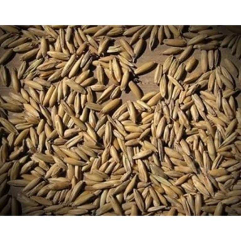 Linnun kaura 20 kg