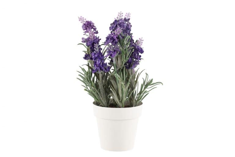Tekokukka laventeli erilaisia - Image 3