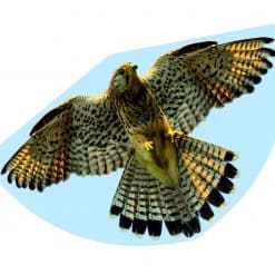 Leija