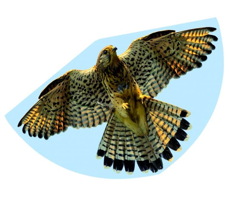 Leija