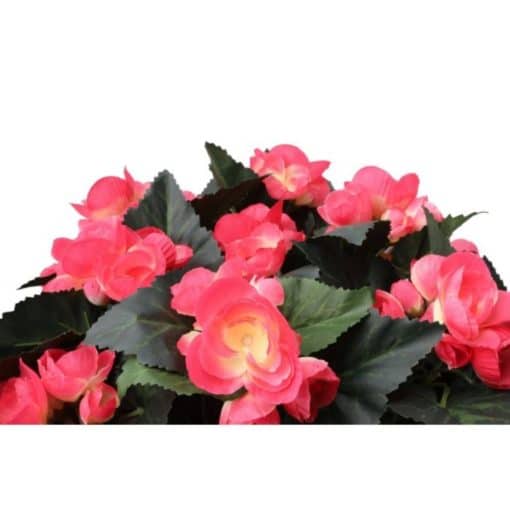 begonia