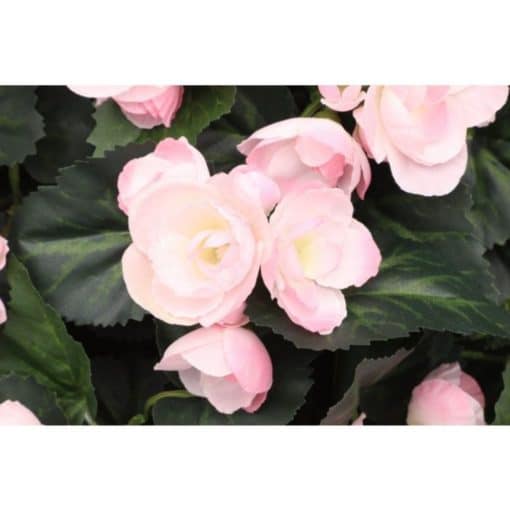 begonia