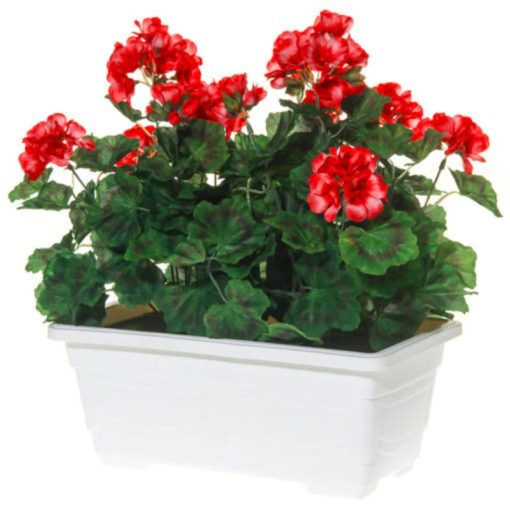 Tekokukka pelargonia punainen parvekeruukkussa