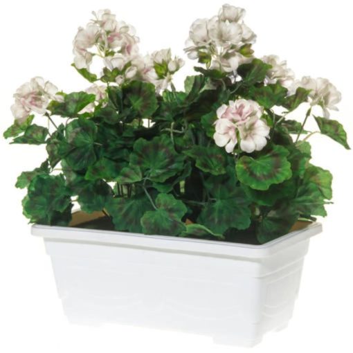 Tekokukka pelargonia valkoinen parvekeruukussa